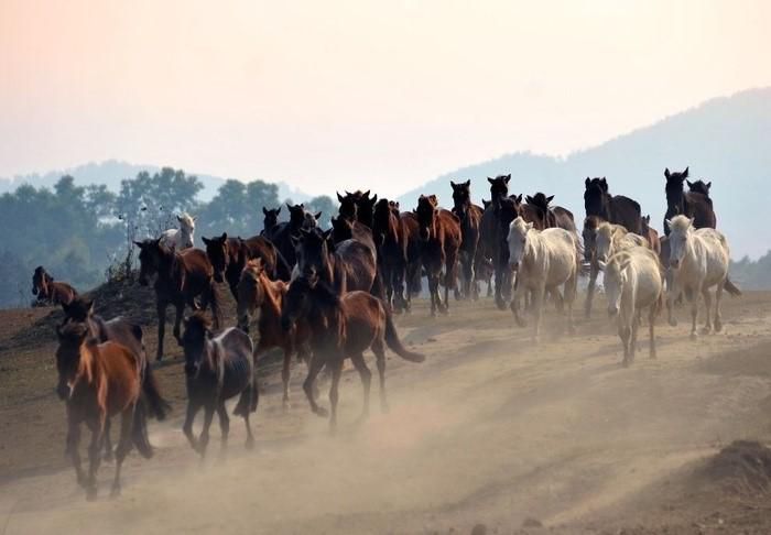 Trại ngựa Bá Vân đẹp như thảo nguyên Mông Cổ ở Thái Nguyên