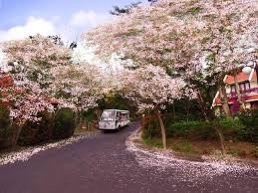 Lạc vào mùa hoa đỗ mai Vũng Tàu: Những cung đường ngập sắc trắng và hồng như phim anime