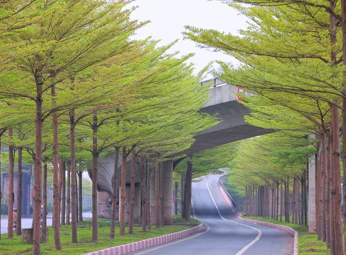 Hàng cây bàng lá nhỏ khiến đường lên cầu Thanh Trì đẹp như tranh