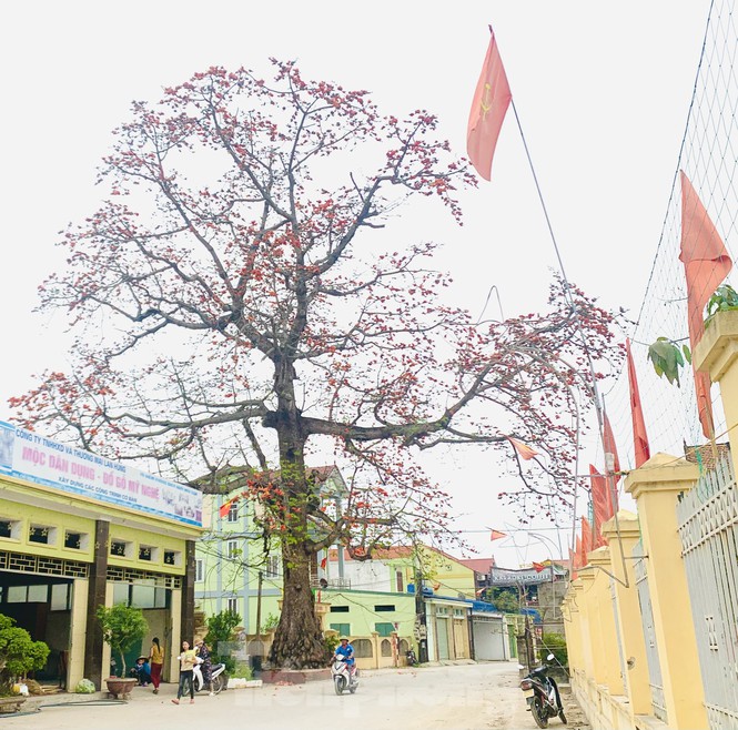  Ngắm cây gạo 150 tuổi được công nhận là cây Di sản Việt Nam ở Nghệ An