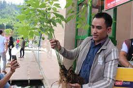 Ngắm cây sâm Ngọc Linh khủng, 20 năm tuổi, giá rao 900 triệu đồng