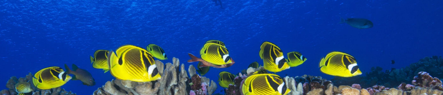 UNESCO khởi động kế hoạch khẩn cấp tăng cường khả năng phục hồi của các rạn san hô Di sản Thế giới