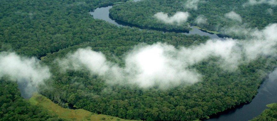 Rừng Di sản Thế giới của UNESCO đóng vai trò quan trọng trong việc giảm thiểu biến đổi khí hậu